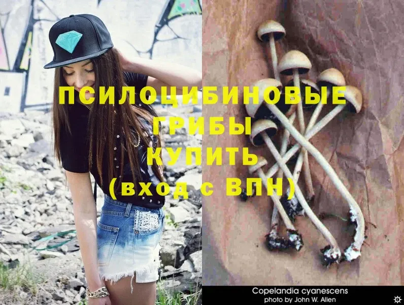 где можно купить наркотик  блэк спрут вход  Псилоцибиновые грибы Magic Shrooms  Петушки 